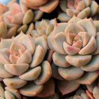 花房/花架/大棚