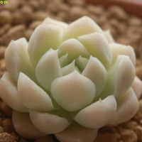 阿尔巴白月影