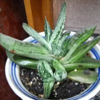 沙鱼掌