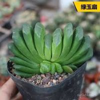 绿玉扇