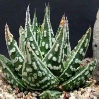 秋天星
