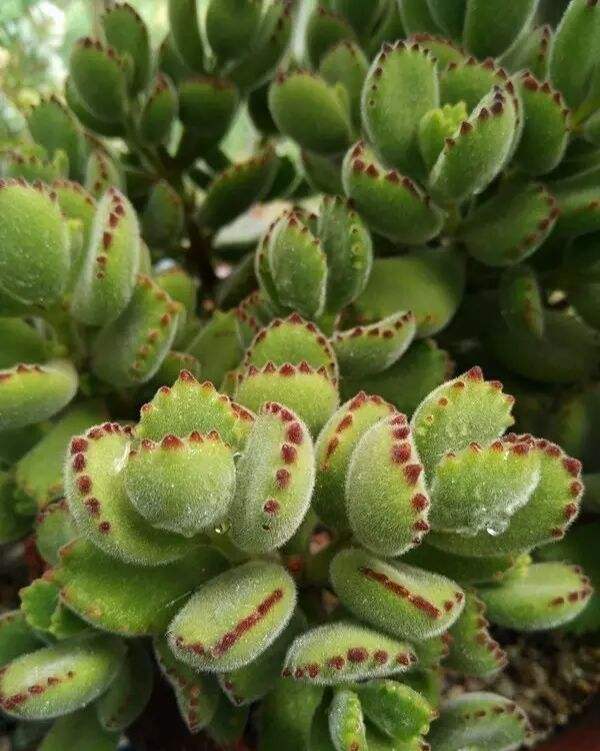 想要避免熊童子掉叶子，其实也很简单：浇水后一定要保持良好的通风，越大的群越要增强通风！