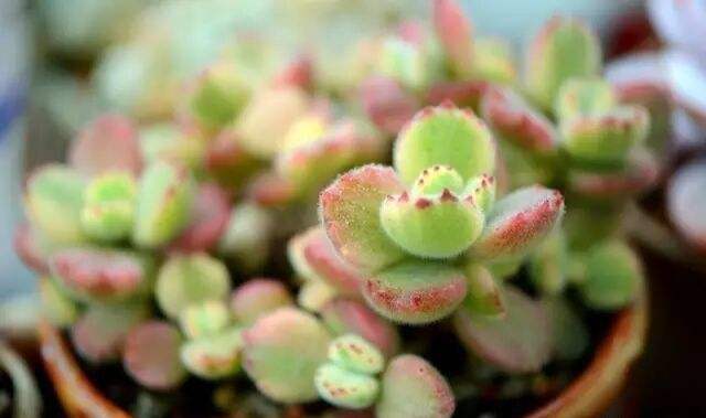 比如出状态的黄熊