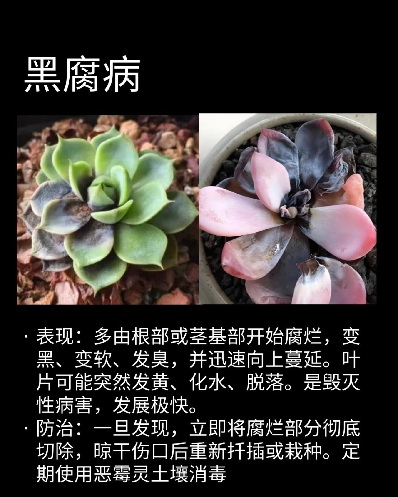 黑腐病
表现:多由根部或茎基部开始腐烂，变黑、变软、发臭，并迅速向上蔓延。叶片可能突然发黄、化水、脱落。是毁灭性病害，发展极快。防治:一旦发现，立即将腐烂部分彻底切除(切口要看到完全健康的组织)，晾干伤口后重新扦插或栽种。定期使用恶霉灵土壤消毒