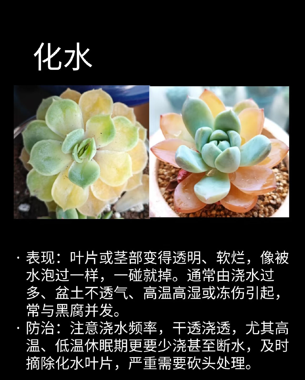 化水
表现:叶片或茎部变得透明、软烂，像被水泡过一样，一碰就掉
防治: 注意浇水频率，干透浇透，尤其高温、低温休眠期更要少浇甚至断水，及时摘除化水叶片，严重需要砍头处理。
