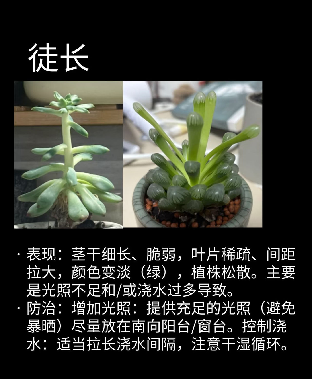 徒长
表现:茎干细长、脆弱，叶片稀疏、间距拉大，颜色变淡(绿)，植株松散、失去紧凑美观的形态。主要是光照不足和/或浇水过多导致。
防治:
增加光照:提供充足的光照(避免暴晒)，尽量放在南向阳台/窗台。
控制浇水:适当拉长浇水间隔，注意干湿循环