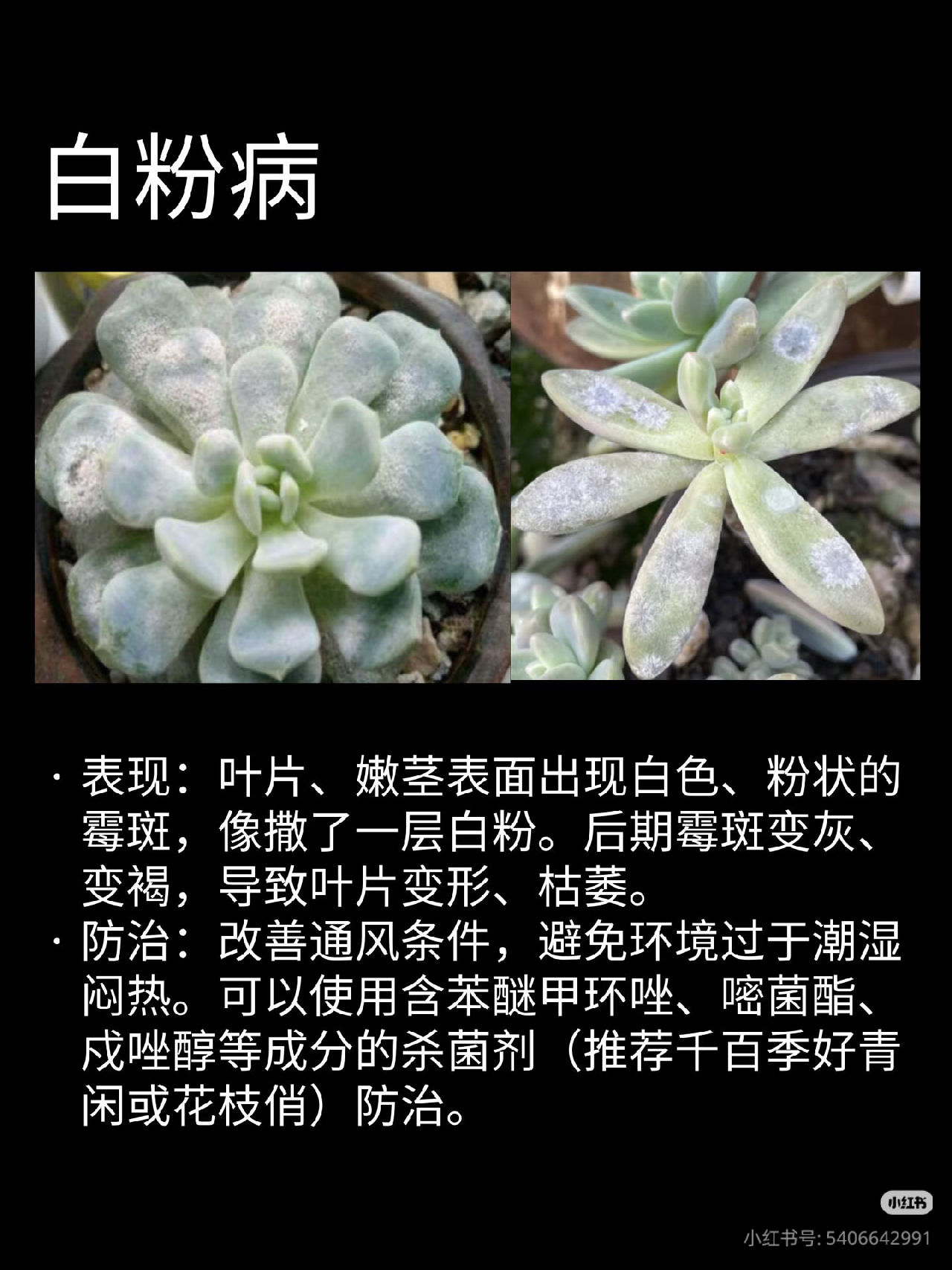 白粉病
表现:叶片、嫩茎表面出现白色、粉状的霉斑，像撒了一层白粉
防治:改善通风条件，避免环境过于潮湿闷热。可以使用含苯醚甲环唑、嘧菌酯、戍唑醇等成分的杀菌剂(推荐千百季好青闲或花枝俏)防治