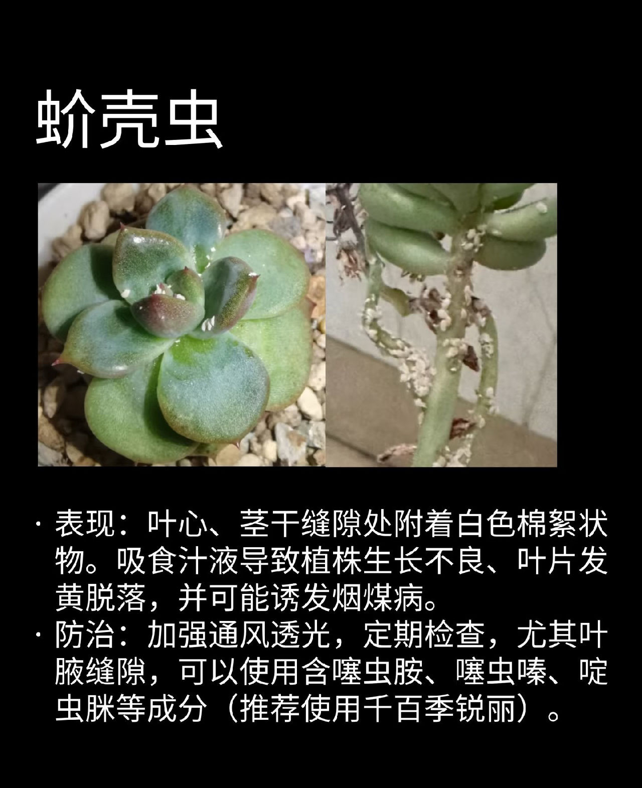 蚧壳虫
表现:叶片背面、叶心、茎干缝隙处附着白色棉絮状物(若虫或分泌物)。吸食汁液导致植株生长不良、叶片发黄脱落，并可能诱发烟煤病。
防治:加强通风透光，定期检查，尤其叶背、叶腋缝隙，可以选择如噻虫胺、噻虫嗪、啶虫脒等杀虫成分(推荐使用千百季锐丽)。