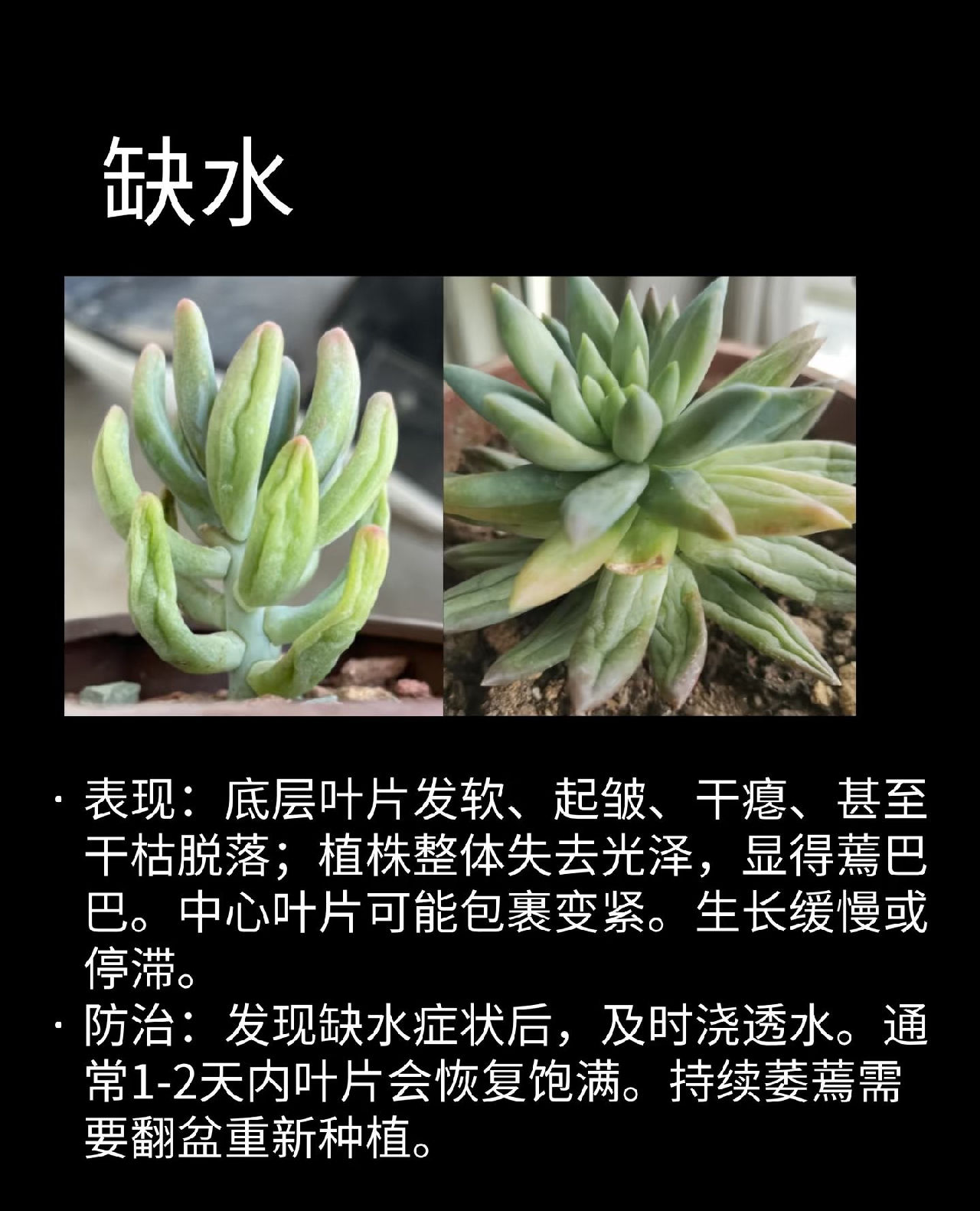 缺水
表现:底层叶片发软、起皱、干瘪、甚至干枯脱落，植株整体失去光泽，显得蔫巴巴。中心叶片可能包裹变紧。生长缓慢或停滞。
防治: 发现缺水症状后，及时浇透水(盆底孔流出水)。通常1-2天内叶片会恢复饱满。持续萎蔫需要翻盆重新种植。