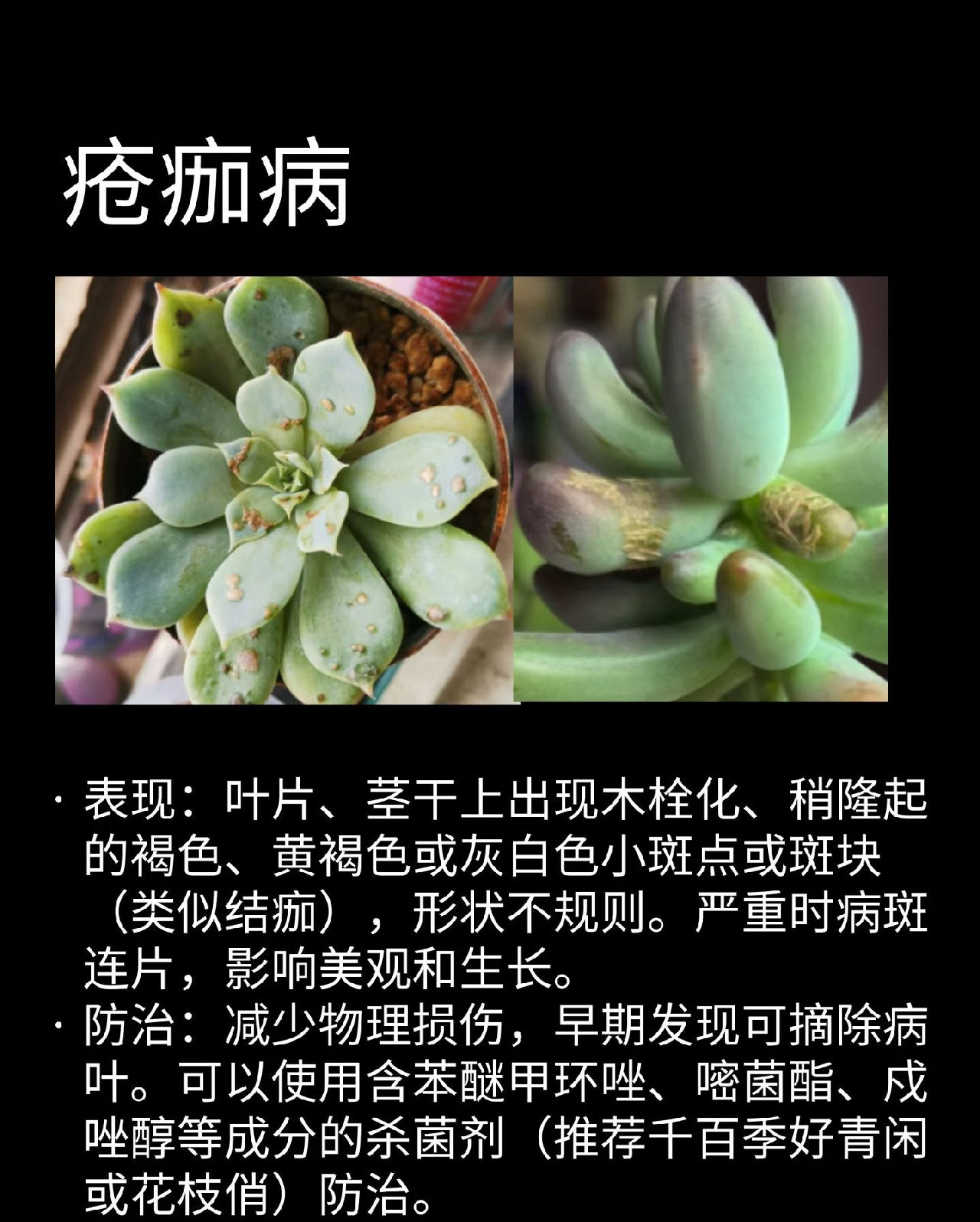 疮痂病
表现:叶片、茎干上出现木栓化、稍隆起的褐色、黄褐色或灰白色小斑点或斑块(类似结痂)，形状不规则。严重时病斑连片，影响美观和生长。
防治: 减少物理损伤，早期发现可摘除病叶。可以使用含苯醚甲环唑、嘧菌酯、戍唑醇等成分的杀菌剂(推荐麦千百季好青闲或花枝俏)