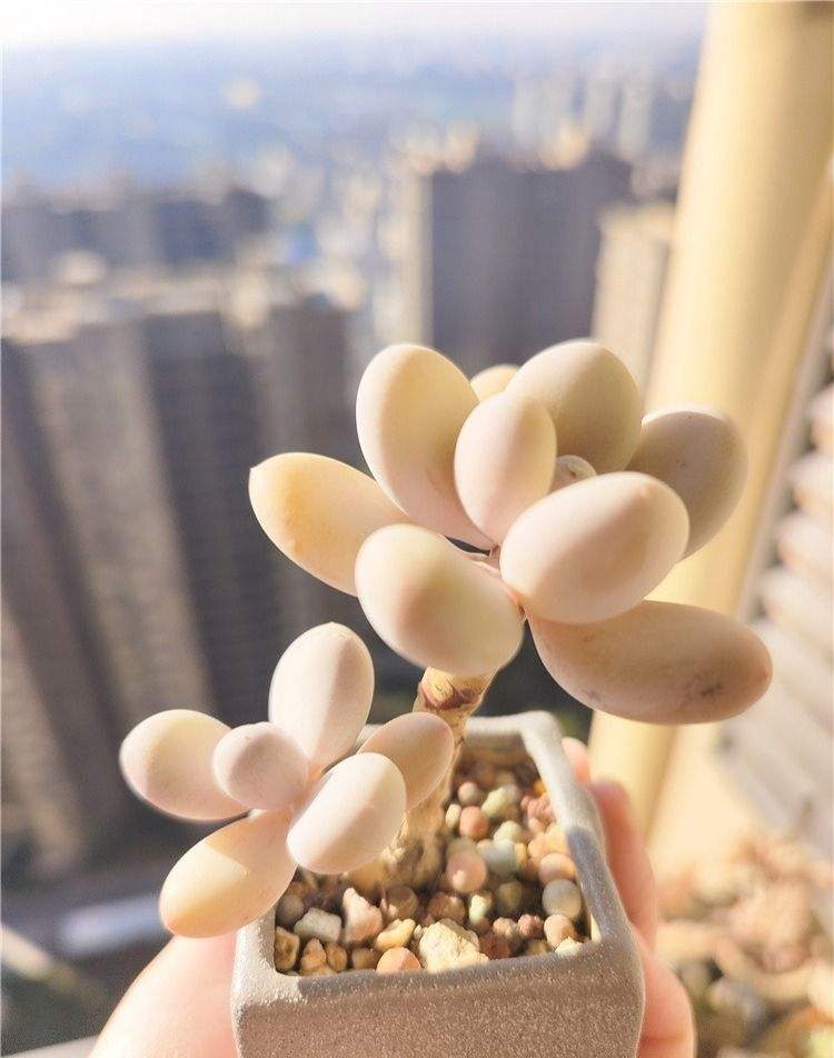 应该是奶酪吧，忘了怎么进了这个小盆，感觉控养好几年了。

