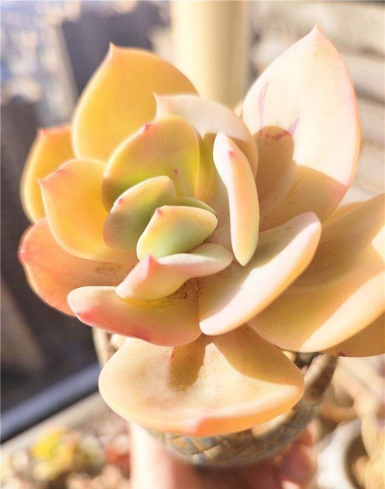 白凤也粉粉的了，名字里的白是干啥的。

