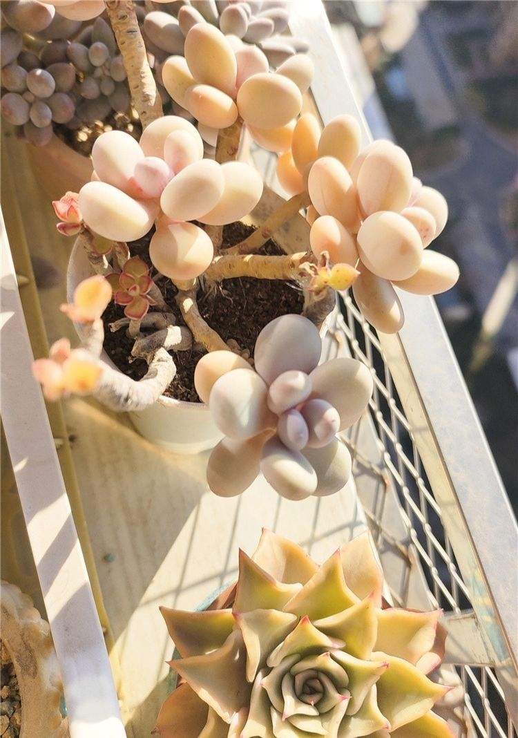 奶酪，实在够不着拍了，但真的很圆润很可爱，边上的饺子皮熬过夏天，颜值也回来了。

