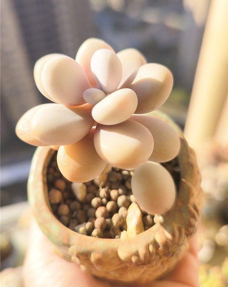 夏天掰下来准备控养的一颗桃蛋。

