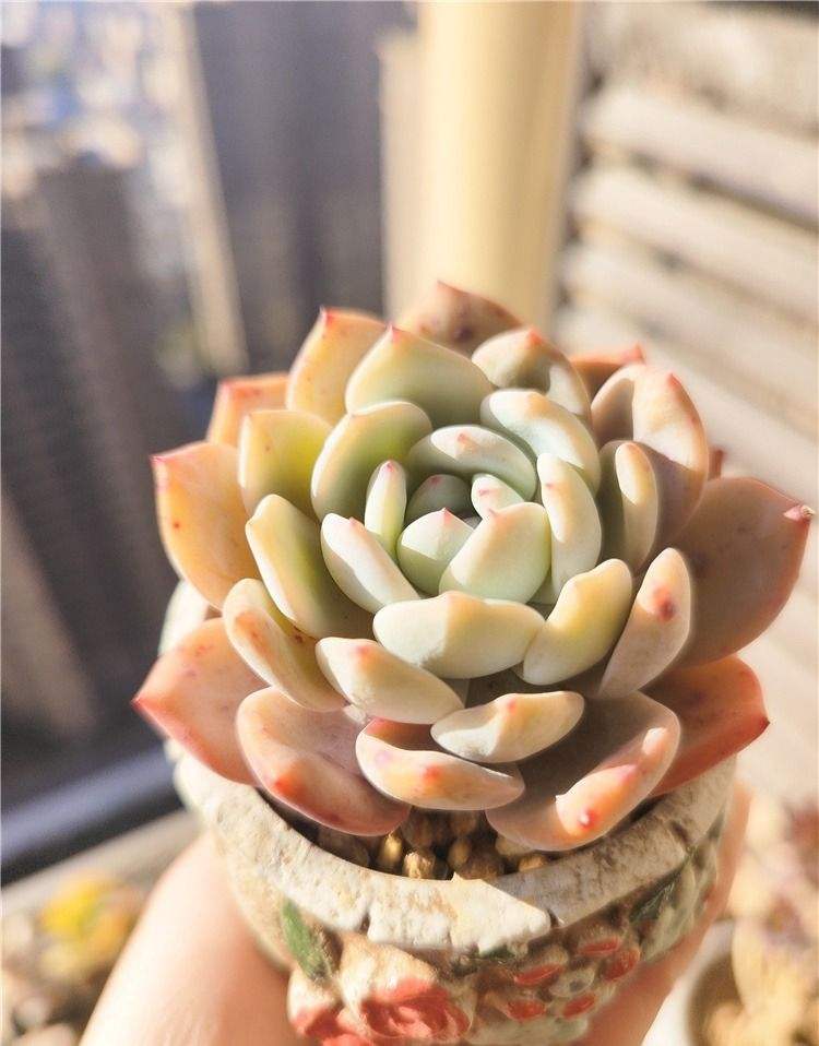 跟风入手的橙子，鼻屎秒带大的，成就感满满。

