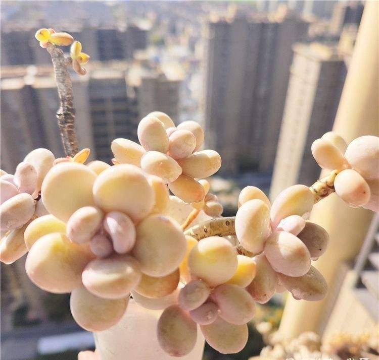 桃美人，名副其实

