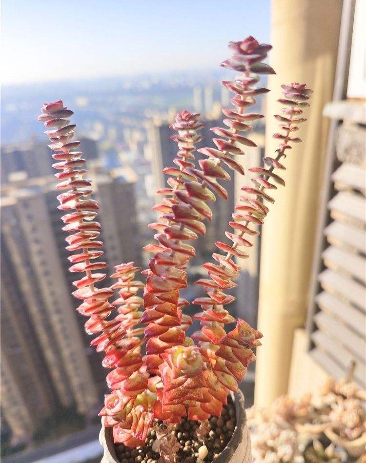 十字星？长得肆意妄为。

