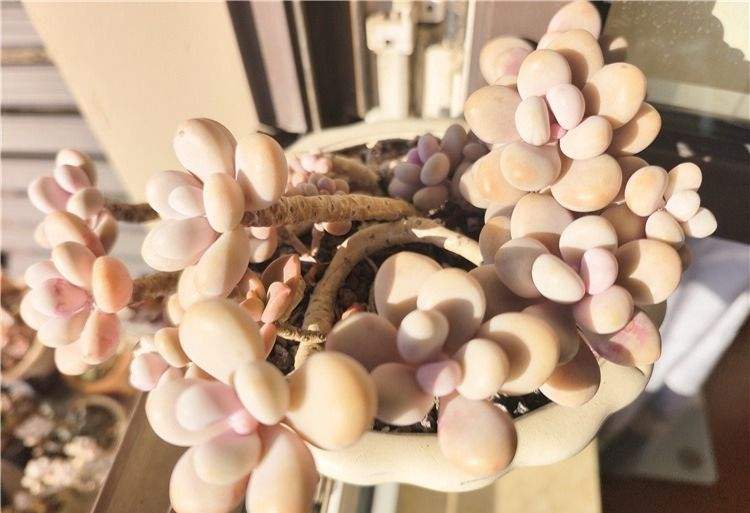 还是桃蛋，在这个盆里面很多年，真的很多很多年了😀

