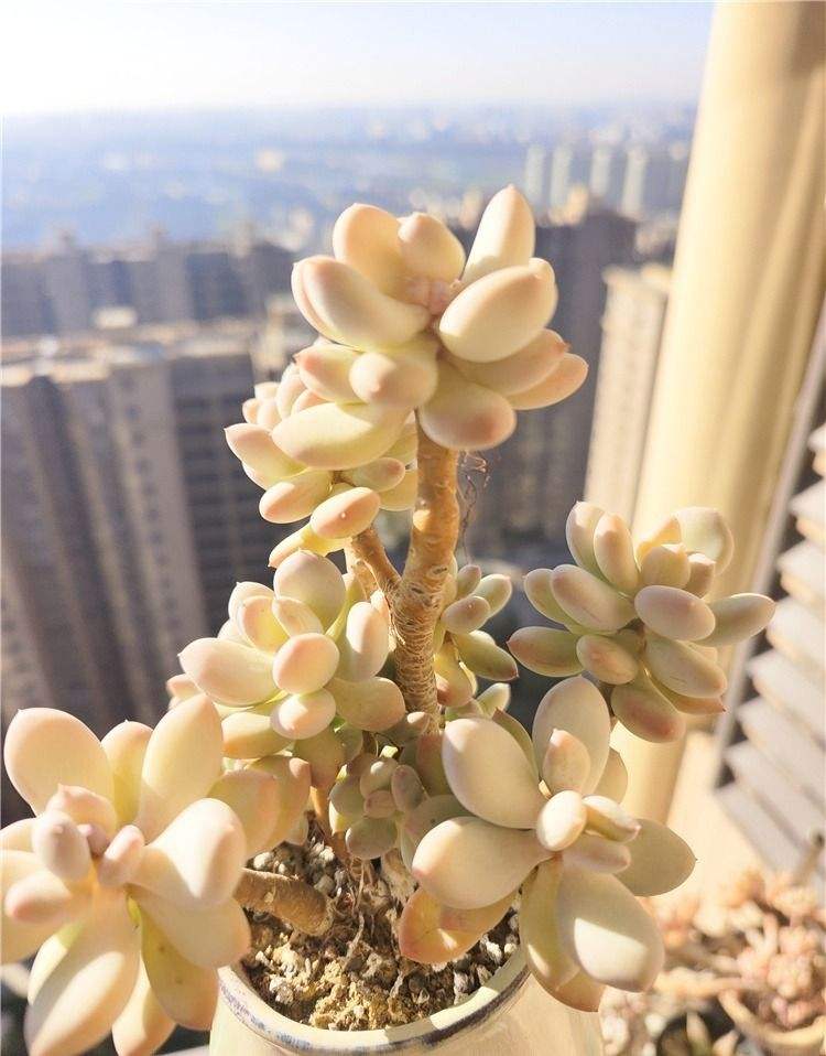 三日月美人，像是这么个名字，曾经也是被我嫌弃的，刚入手时真的毫无颜值可言，现在美的不可方物。

