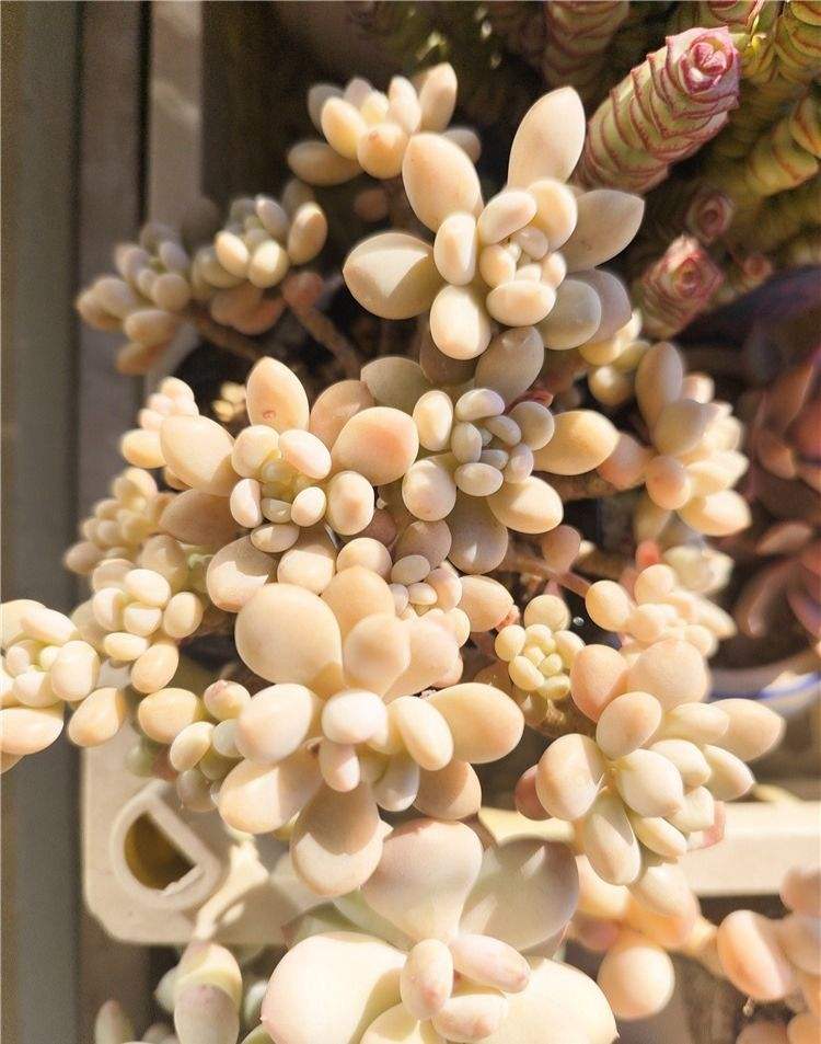 鱼子酱，今年夏天雨水格外多，在户外叶子掉的差点就成秃头，还好还好，虽不及以前，好歹是又回来了。

