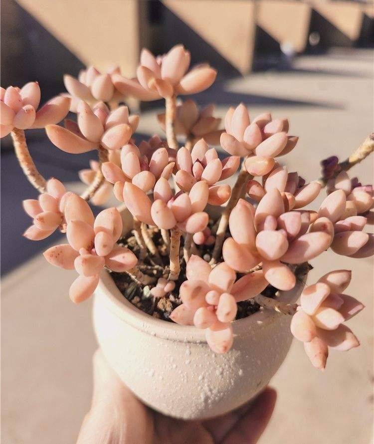 秋丽，其实还是蛮皮实又容易繁殖的，颜值在线的时间还是很长的。

