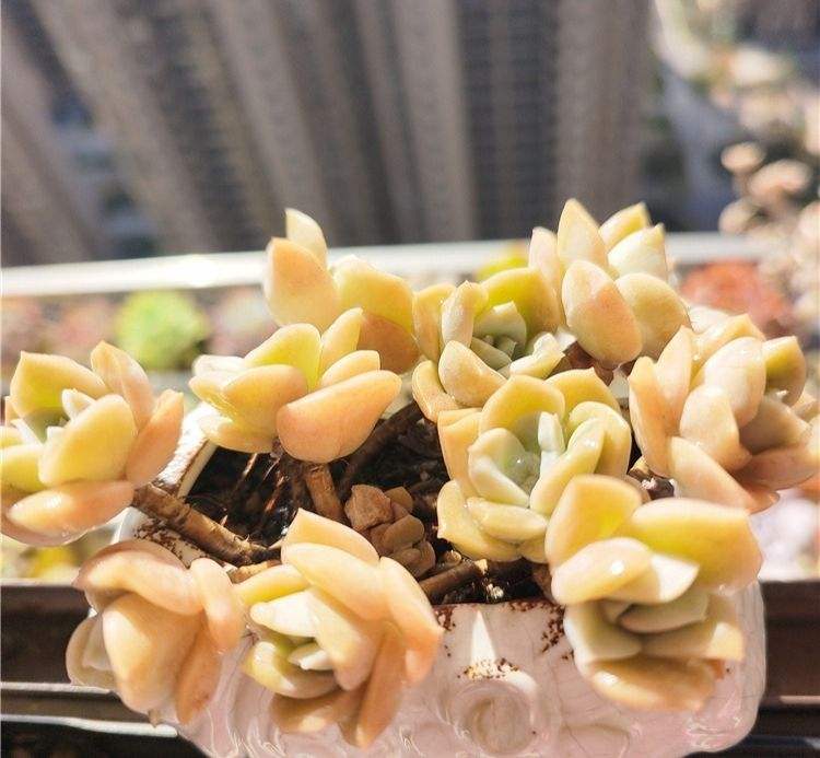 可爱玫瑰，两片叶子带大的。

