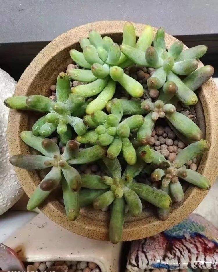 找来以前的照片比较一下，这是刚入盆没多久。

