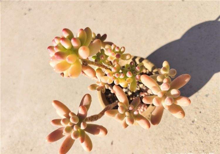 乙女心，也是差点挂在今年这个多雨的夏日，这个照片拍的太一般了。

