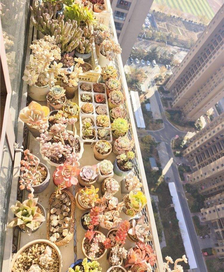 入坑8年，日子虽忙，终是不舍。
忙里偷闲的时候能跟这么多精灵的相处，内心又是何等丰满。
最后来一张合照，虽没有铺满阳光的小院，但这样一方窗外也是幸运。