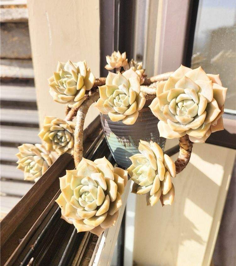 白牡丹，有时觉得它很难度夏，但其实还好。

