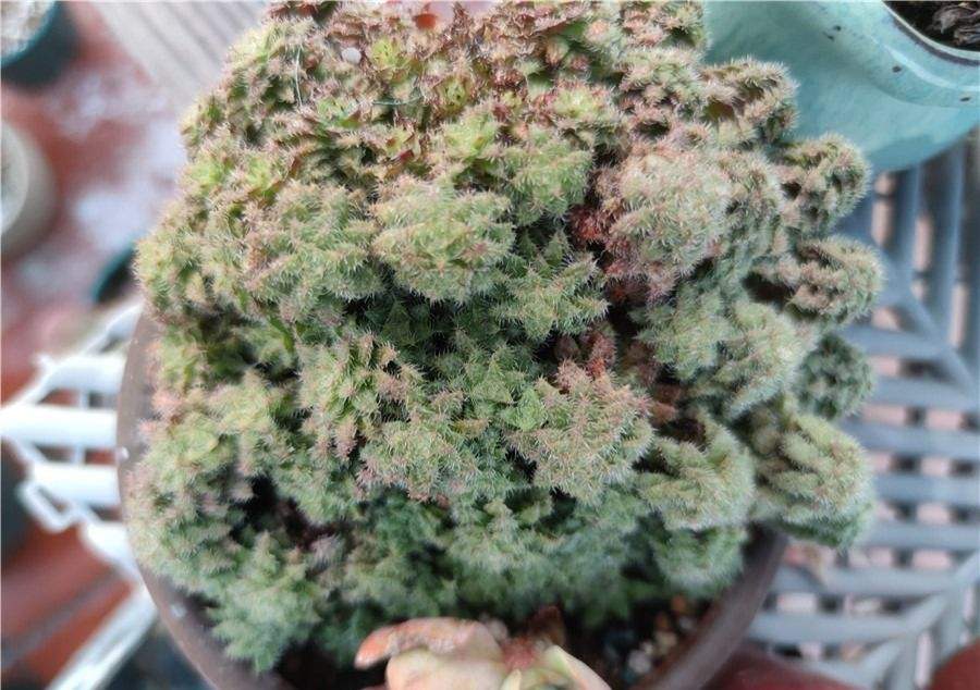 这个毛海星就是11月下旬被晒伤的，当时有几天气温29℃，太阳又毒，太阳下气温估计有到五六十℃。大大部分多肉其实都没事，就是有时候个别会出幺蛾子。