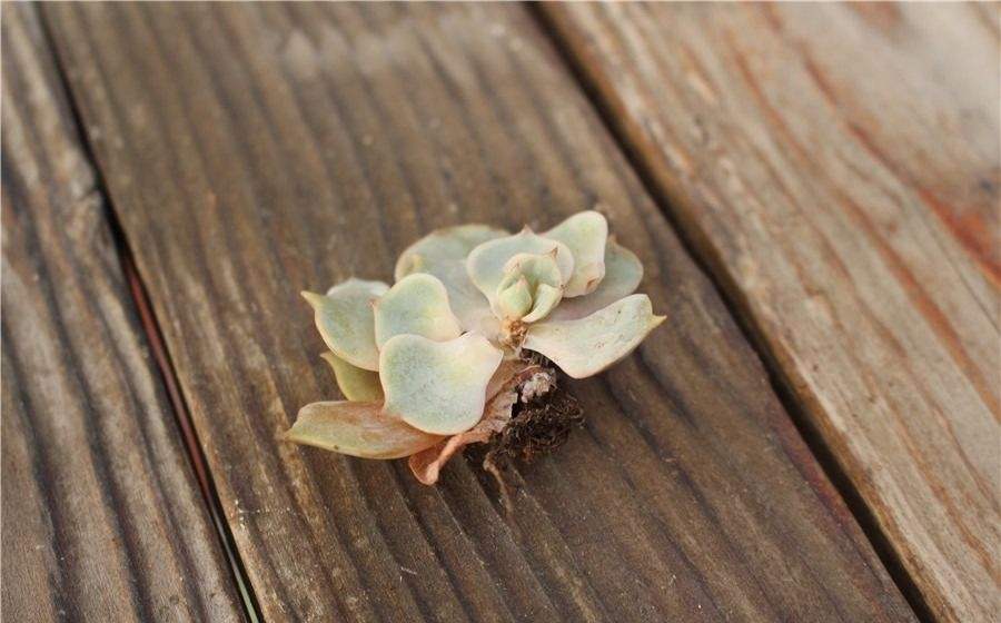 有买了些肉，缓苗期，放的位置会接受到半日照吧，太阳比较毒，晒死了几颗，就是化水掉叶那种节奏。

