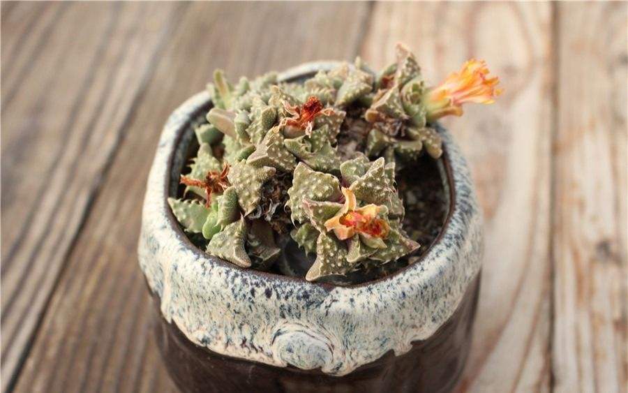 多肉认气温不认月份，就算11月、12月了，如果气温是春秋的气温，它们还是会开花的