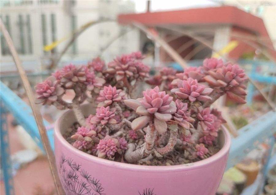 颜色一直很稳定的紫心和美尻