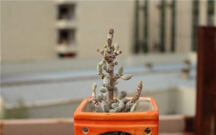 度夏后很惨的乒乓福娘、夏天很稳的紫罗兰女王和还是小时候可爱的千佛手