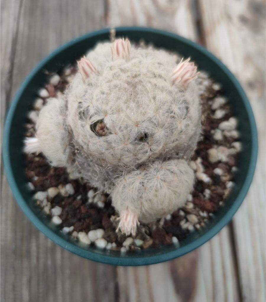 这个仙人球，开花的方式有点有趣，从茂密的细刺中长出，谢掉后留下窟窿，有点熊样。