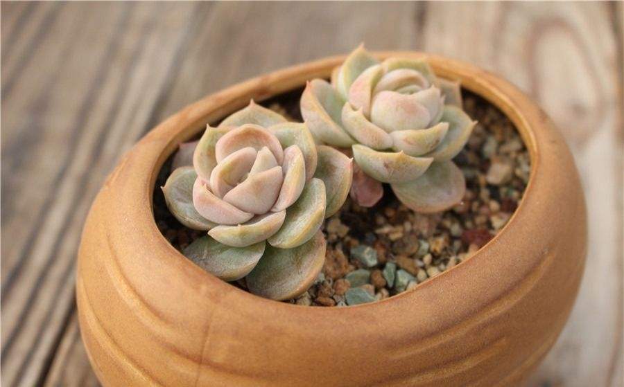 度夏完刚开始变粉的蓝色惊喜