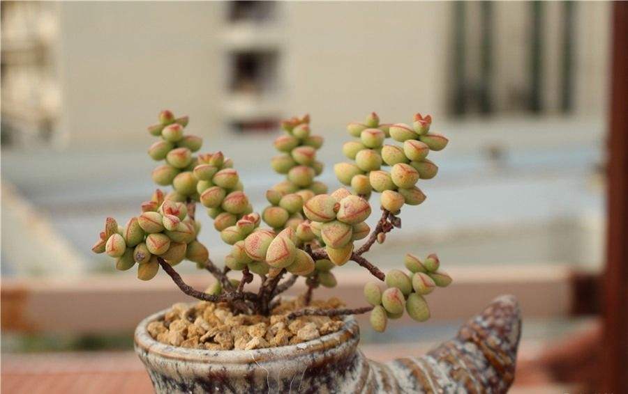 匆匆十二月，十二月的多肉养护，根据气温，还可以参考十月，十一月的一些养护措施。如果各位花友，有什么好的养护建议，记得留言说说哦。