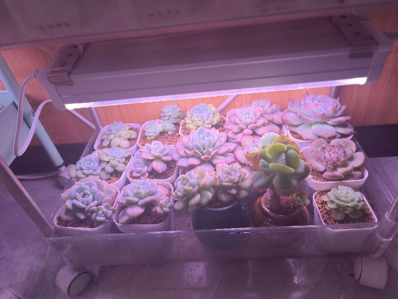 经过我这段时间的养护，终于慢慢的给它们养出来了。糖心，暗纹，颜色都出来了😀