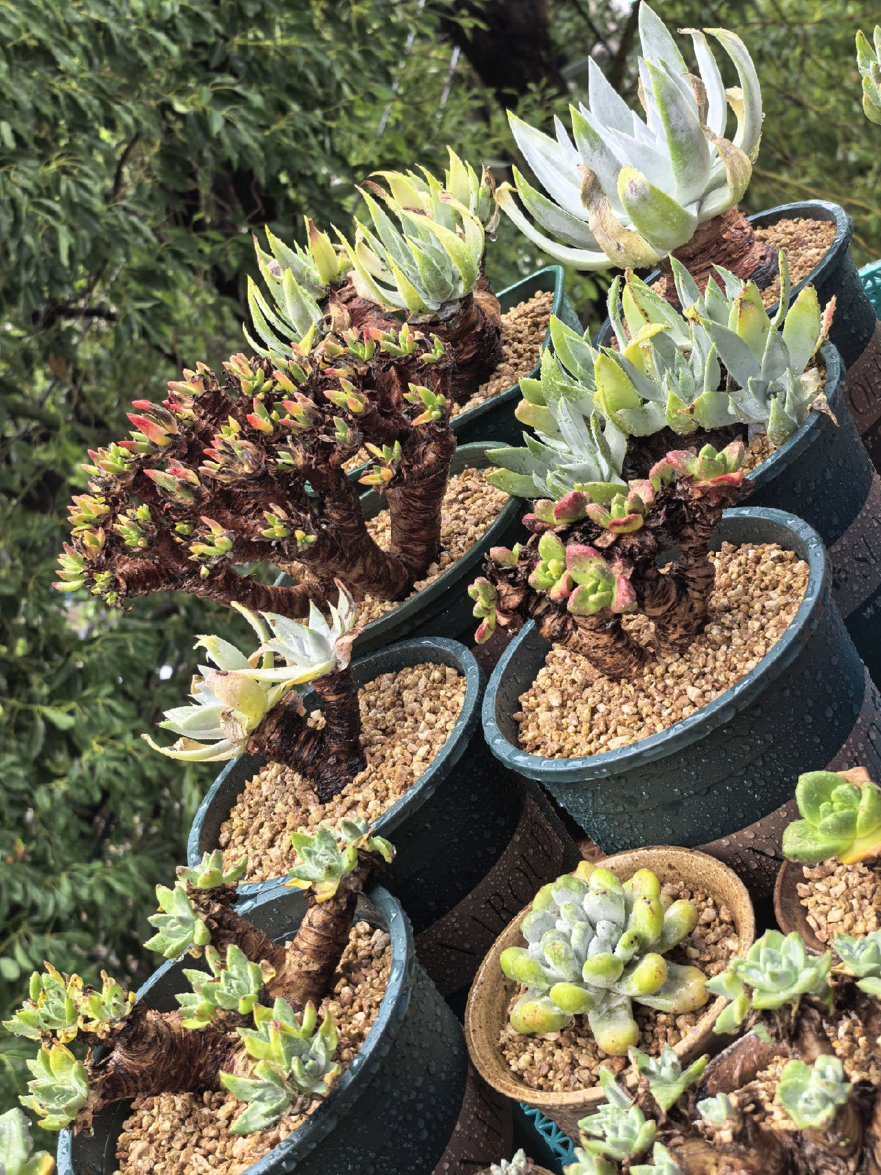 短短三个月，好几颗都不在了