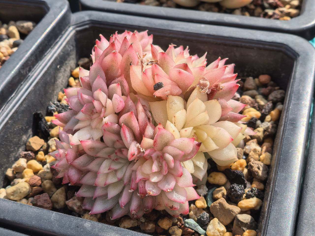 记得以前女雏锦挺好看的，这个...有点丑