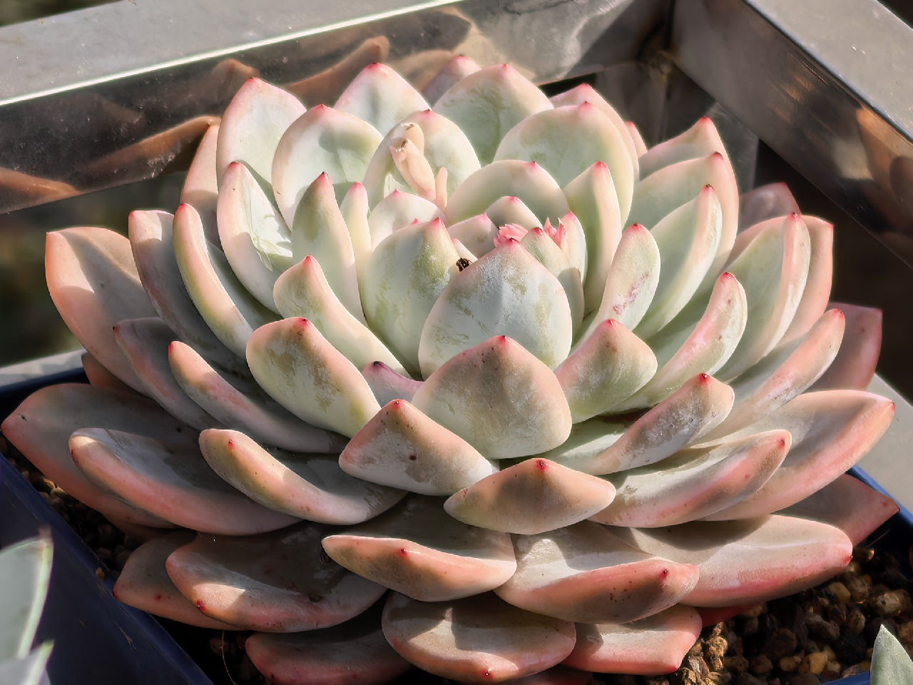 15公分的梦露锦