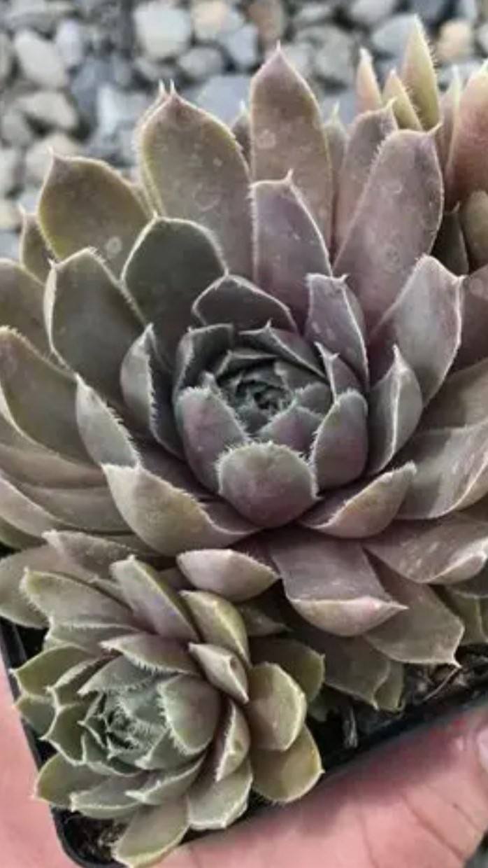 薰衣草与旧蕾丝