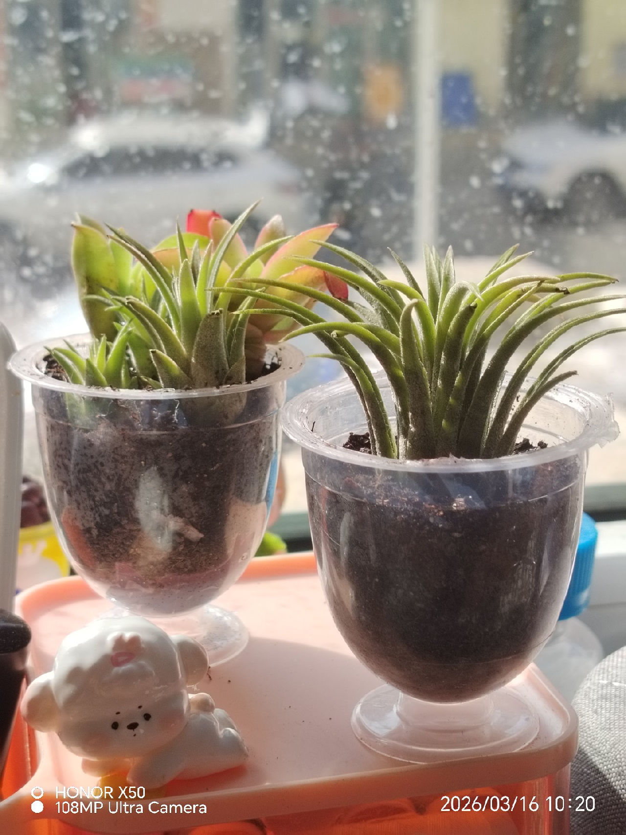 空气凤梨🍍重新整理