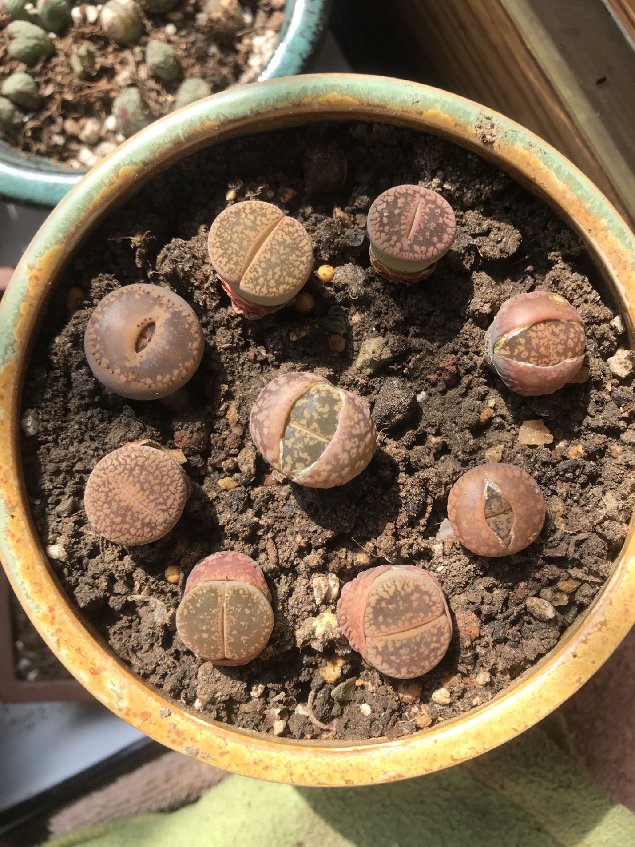 不知名的小东西