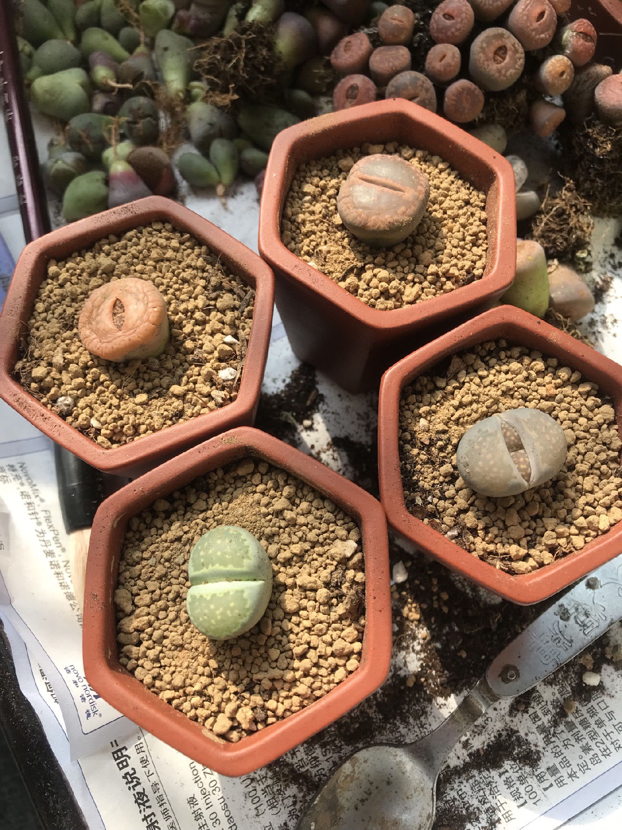 小小紫砂盆适合它们