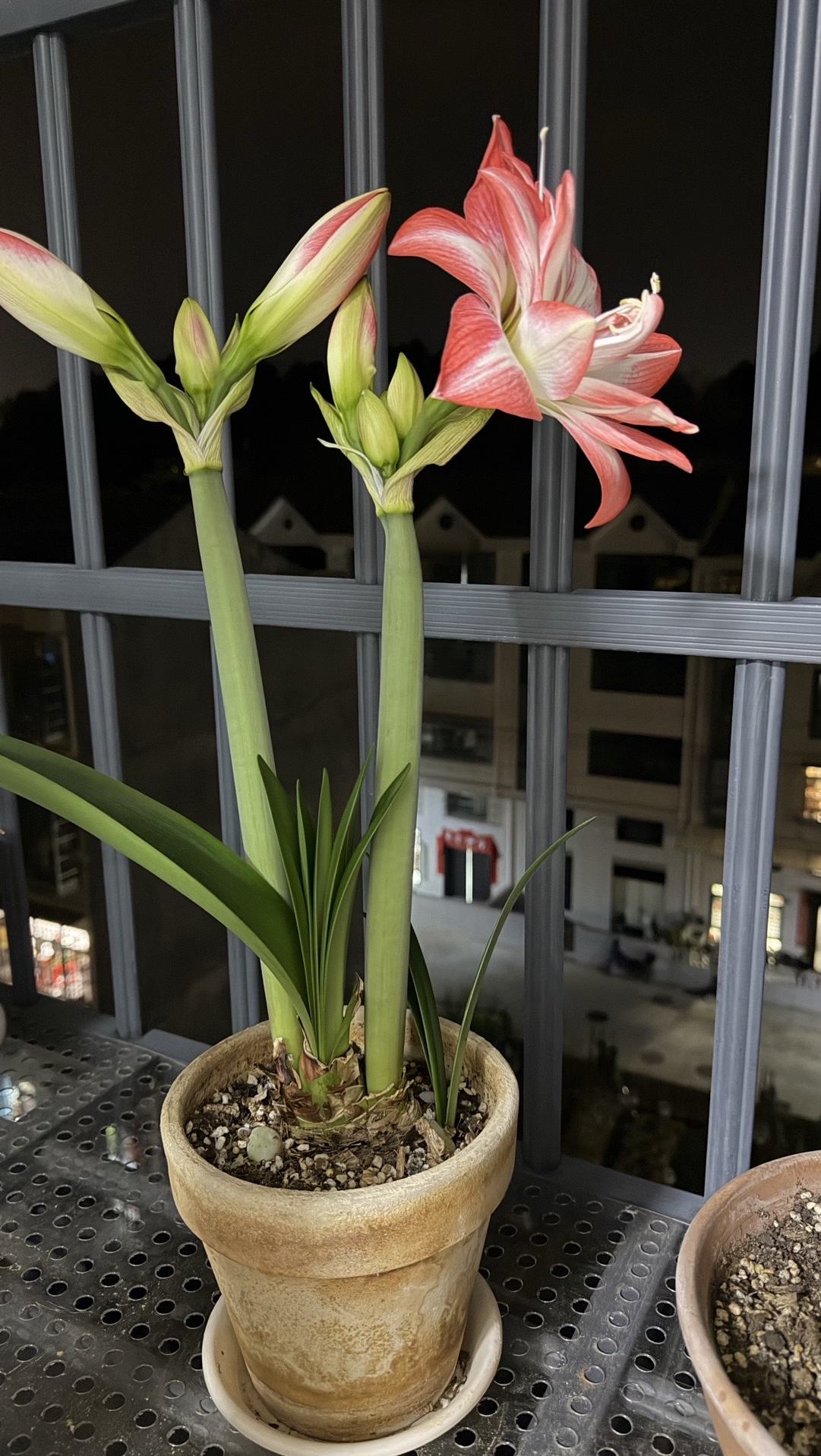朱顶红