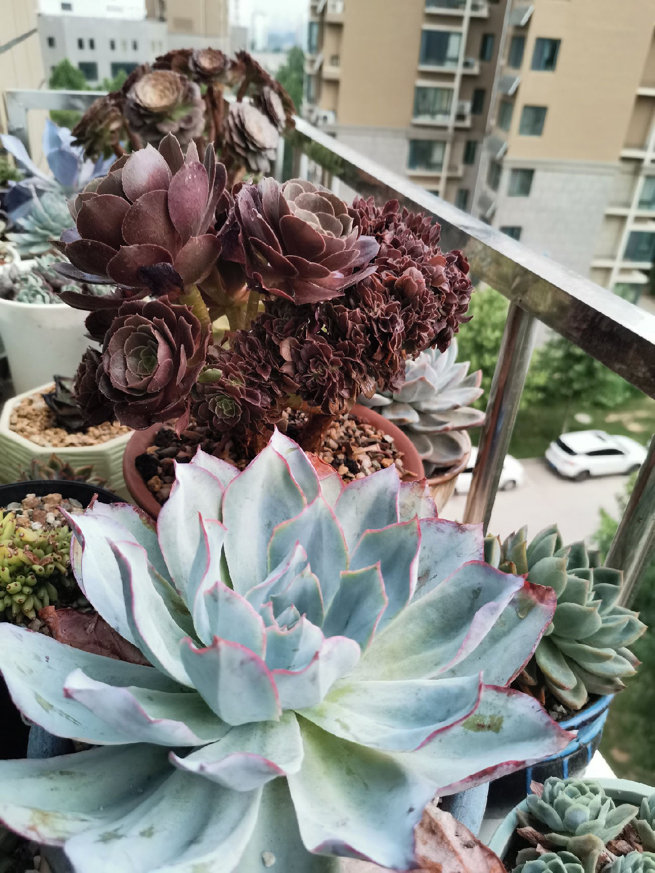 夏天，遮雨，遮阳，环境影响，会褪色。但是永远忘不了绚烂的时候。