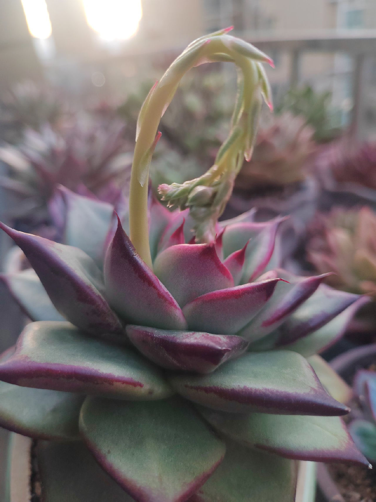 又是清明雨上 折菊寄到你身旁
把你最爱的歌来轻轻唱