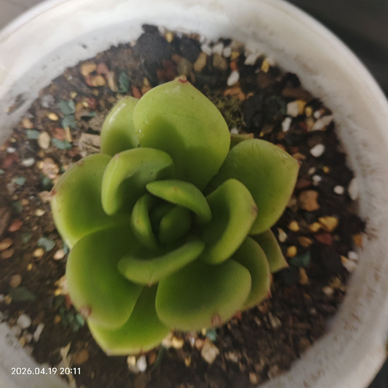 听说可以长很大😀